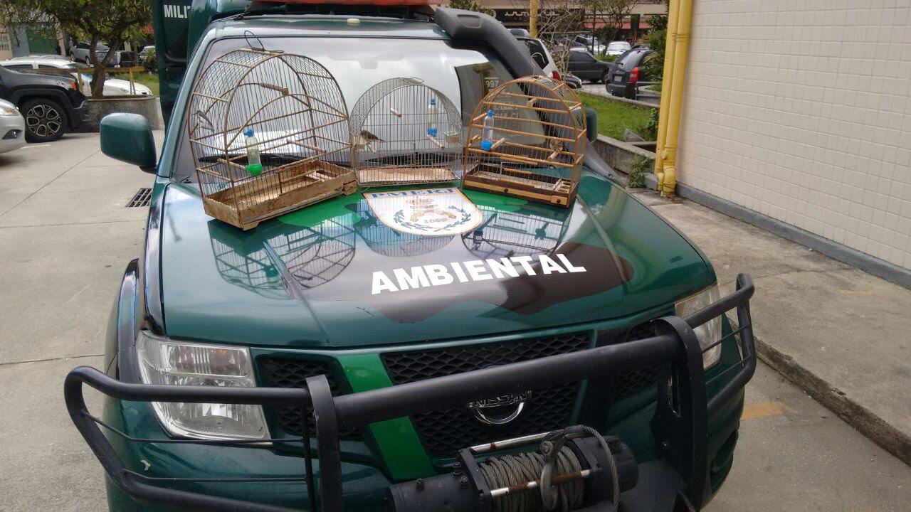 Denúncia do Linha Verde é confirmada e pássaros são libertados de cativeiro em Petrópolis